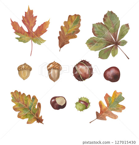 Autumn foliage watercolor collection set, fall leaves, maple leaf, acorns, chestnuts, chestnut leaves, oak leaves. Forest design elements illustration 127015430