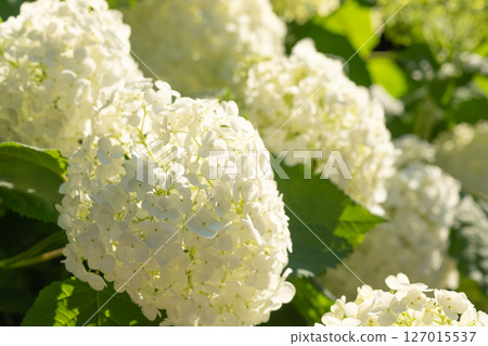 白色繡球花的圖片（庫存照片） 127015537