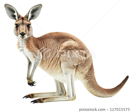 Kangaroo animal isolated on white background png transparent clipart. 127015575