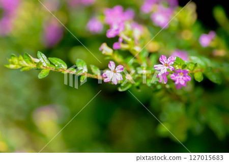 Cuphea hyssopifolia Humb, Cuphea hyssopifolia Kunth or Elfin Herb or False Heather or LYTHRACEAE 127015683