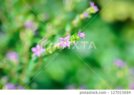 Cuphea hyssopifolia Humb, Cuphea hyssopifolia Kunth or Elfin Herb or False Heather or LYTHRACEAE Cuphea hyssopifolia Humb, Cuphea hyssopifolia Kunth or Elfin Herb or False Heather or LYTHRACEAE 127015684