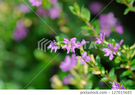Cuphea hyssopifolia Humb, Cuphea hyssopifolia Kunth or Elfin Herb or False Heather or LYTHRACEAE 127015685