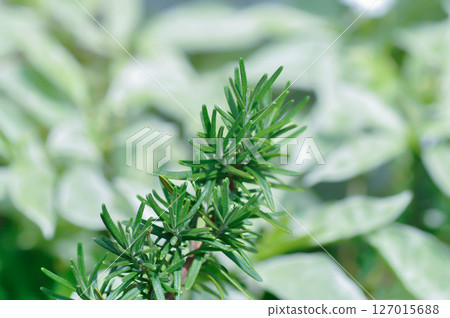 rosemary, rosemary plant or Salvia rosmarinus Spenn or  Rosmarinus officinalis  L or Lamiaceae 127015688