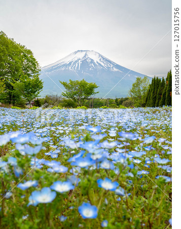 富士和Nemophila 127015756