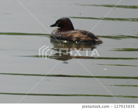 Grebe photographed in a nearby stream Grebe photographed in a nearby stream 127015835
