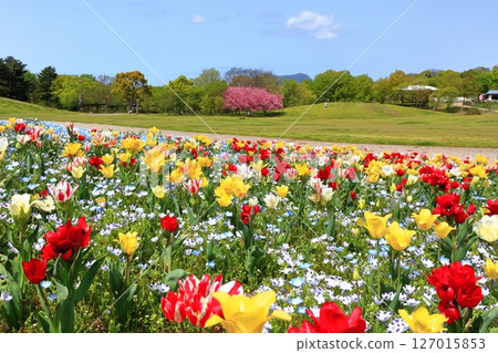 [香川縣]春天贊岐曼努公園（睡蓮和鬱金香花田） 127015853