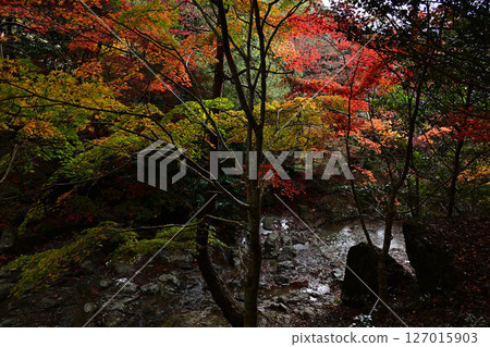 竹野山山谷的秋葉 127015903