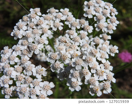 Yarrow, a perennial plant of the Asteraceae family, in full bloom 127015939