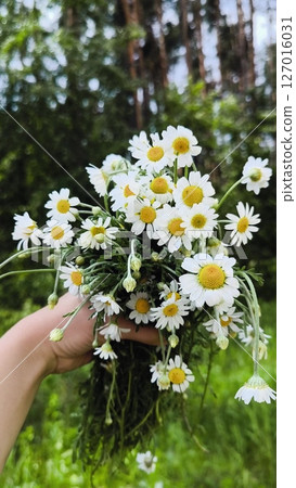 bouquet of wild daisies in her hands and admires their beauty. Slow motion. Bouquet of wild daisies in a woman's hand on a natural forest background bouquet of wild daisies in her hands and admires their beauty. Slow motion. Bouquet of wild daisies in a woman's hand on a natural forest background 127016031