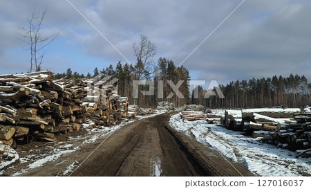 Pile Of Wooden Timber Logs Stacked Near Countryside Dirt Road. pile of pine logs lies along a winter forest road Pile Of Wooden Timber Logs Stacked Near Countryside Dirt Road. pile of pine logs lies along a winter forest road 127016037
