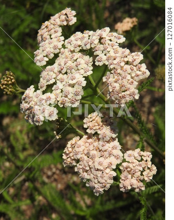 菊科多年生植物西洋蓍草盛開 127016084
