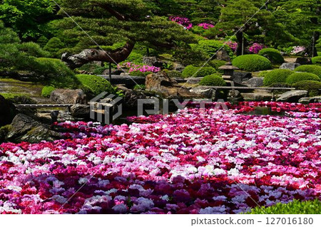 30,000 Peonies in the Pond at Yushien Garden 30,000 Peonies in the Pond at Yushien Garden 127016180