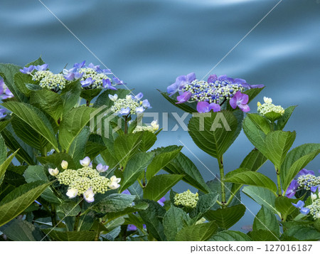片原溫泉繡球花村的風景 127016187