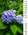 繡球紫色 127016211