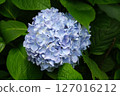 鎌倉繡球花淡藍色 127016212