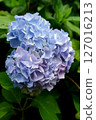 藍色繡球花特寫 127016213