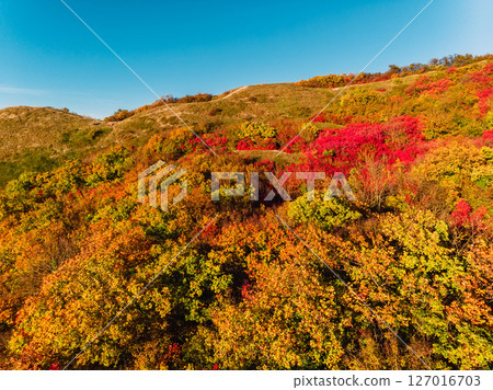 Mountain with autumn seasonal forest and trees with yellow or red foliage 127016703