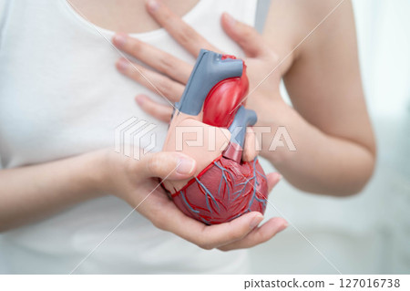 Cardiovascular disease CVD, Asian woman with heart human anatomy model. 127016738