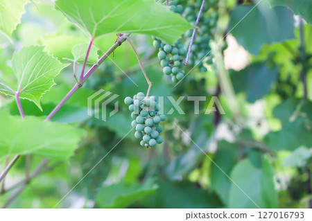 Green grape vine in the vineyard. Unripe grapes. Green grape vine in the vineyard. Unripe grapes. 127016793