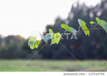 Green grape vine in the vineyard. 127016794