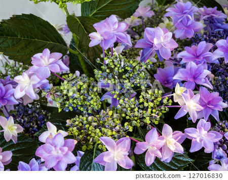 Scenery of Katahara Onsen Hydrangea Village Scenery of Katahara Onsen Hydrangea Village 127016830