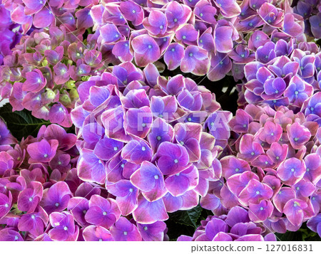 Scenery of Katahara Onsen Hydrangea Village Scenery of Katahara Onsen Hydrangea Village 127016831
