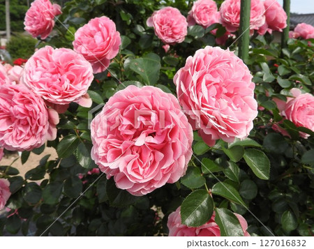 Pink rose flower: variety = Leonardo da Vinci Pink rose flower: variety = Leonardo da Vinci 127016832