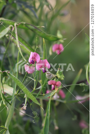 Wildflowers in a meadow. Beauty in nature. Lathyrus sylvestris plants. Wildflowers in a meadow. Beauty in nature. Lathyrus sylvestris plants. 127016859