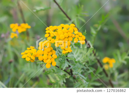 Yellow flowers of common tansy. Tanacetum vulgare plants on a summer field. 127016862