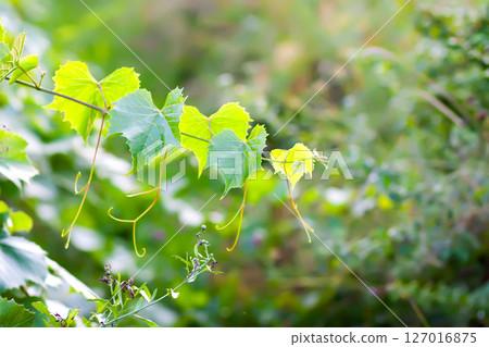 Green grape vine in the vineyard. 127016875