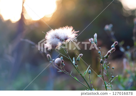 Wildflowers in a meadow. Beauty in nature. Thistle plants. 127016878