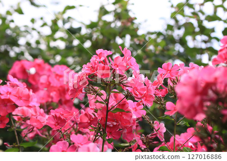 Blooming Phlox paniculata plants outdoors. Flowers in the countryside at summer. 127016886