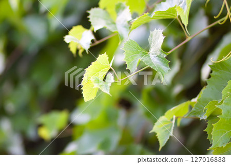 Green grape vine in the vineyard. 127016888