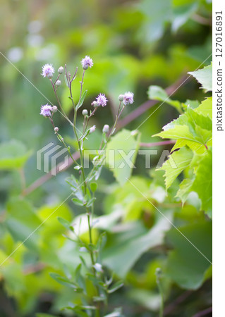Green grape vine in the vineyard. 127016891