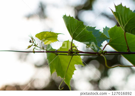 Green grape vine in the vineyard. 127016892