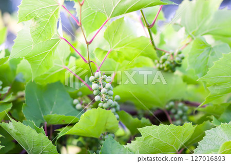 Green grape vine in the vineyard. Unripe grapes. 127016893