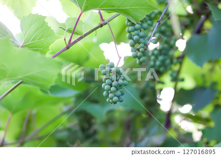 Green grape vine in the vineyard. Unripe grapes. 127016895