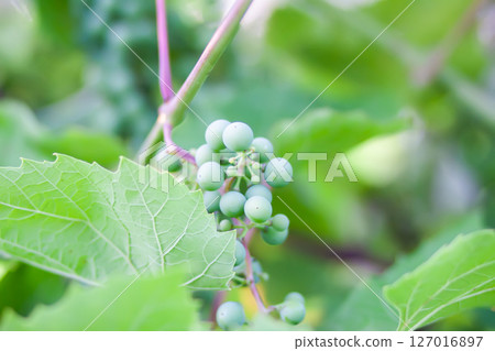 Green grape vine in the vineyard. Unripe grapes. Green grape vine in the vineyard. Unripe grapes. 127016897