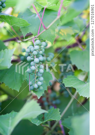 Green grape vine in the vineyard. Unripe grapes. 127016901