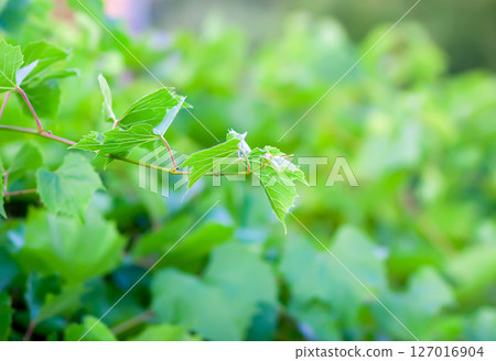 Green grape vine in the vineyard. 127016904