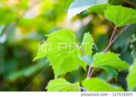 Green grape vine in the vineyard. Green grape vine in the vineyard. 127016905
