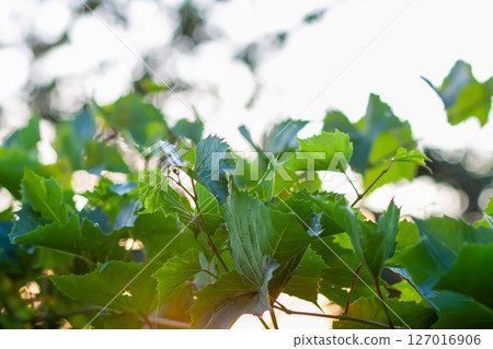 Green grape vine in the vineyard. Green grape vine in the vineyard. 127016906