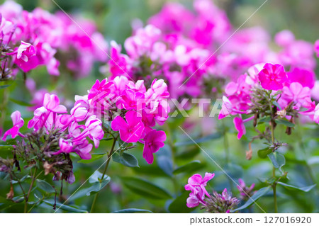 Blooming Phlox paniculata plants outdoors. Flowers in the countryside at summer. Blooming Phlox paniculata plants outdoors. Flowers in the countryside at summer. 127016920