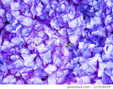 Scenery of Katahara Onsen Hydrangea Village Scenery of Katahara Onsen Hydrangea Village 127016959