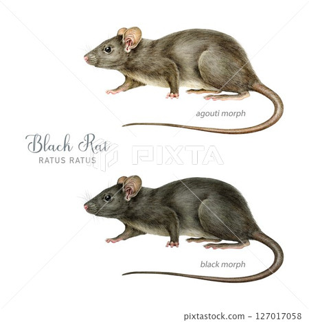 Black rat two different fur color morph realistic illustration set. Rattus Rattus wildlife rodent mammal hand drawn image. Cute small black rat animal side view isolated on white background Black rat two different fur color morph realistic illustration set. Rattus Rattus wildlife rodent mammal hand drawn image. Cute small black rat animal side view isolated on white background 127017058