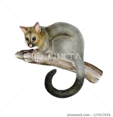 Common brushtail possum on the tree branch hand drawn illustration on white background. Trichosurus vulpecula Australian wildlife marsupial nocturnal mammal perched on the tree twig Common brushtail possum on the tree branch hand drawn illustration on white background. Trichosurus vulpecula Australian wildlife marsupial nocturnal mammal perched on the tree twig 127017059