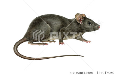 Black rat animal realistic illustration on white background. Rattus Rattus wildlife rodent mammal hand drawn image. Cute small single black rat side view isolated on background Black rat animal realistic illustration on white background. Rattus Rattus wildlife rodent mammal hand drawn image. Cute small single black rat side view isolated on background 127017060