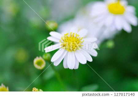 Daisy ,white daisy or English daisy or Thymophylia Tenuiloba or Dahlberg Daisy or Gold Carpet or Gloden Fleece 127017140