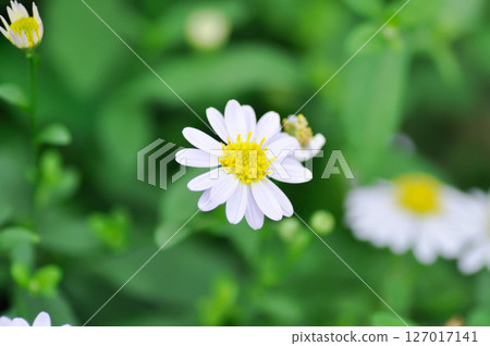 Daisy ,white daisy or English daisy or Thymophylia Tenuiloba or Dahlberg Daisy or Gold Carpet or Gloden Fleece 127017141