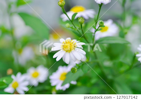Daisy ,white daisy or English daisy or Thymophylia Tenuiloba or Dahlberg Daisy or Gold Carpet or Gloden Fleece 127017142